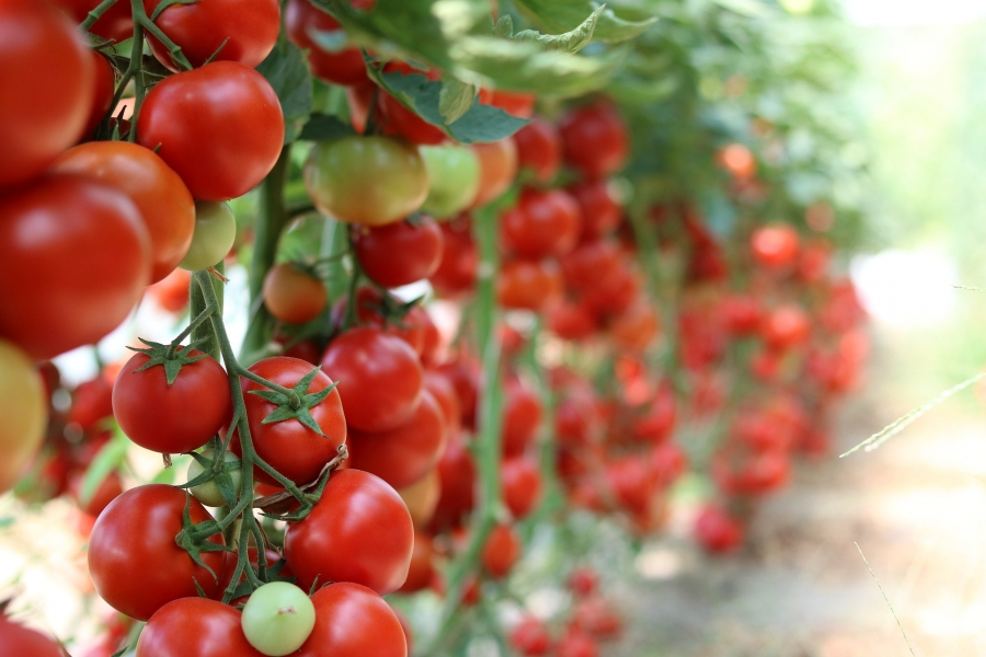 Ajutorul de minimis pentru susținerea de producției de tomate în spații protejate